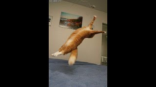 Try Hack Me: Flip