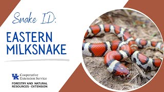 Snake ID: Eastern Milksnake