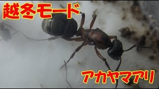 【越冬モード】◆アカヤマアリ編◆＜2018.12.05＞【アリ飼育観察・昆虫観察・自由研究】Ant colony 動画