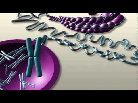 Where is DNA found in the nucleus?