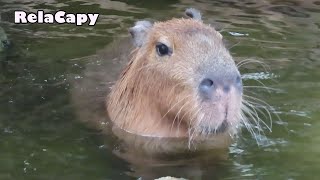 存在が癒し　カピバラ劇場　The existence of capybara is healing