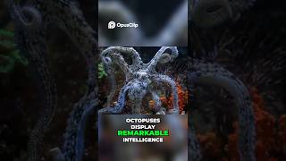 The Incredible Intelligence of Octopus: Nature's Escape Artists   #octopus #intelligence #oceanlife