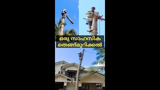 Adventurous Coconut tree cutting . സാഹസികമായ ഒരു തെങ്ങ് മുറി viatores