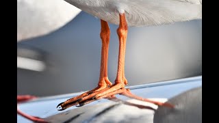 ユリカモメ　第二回冬羽　成鳥との色の違い