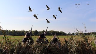 Minnesota Goose Hunting a LOADED WHEAT Field | Early Season 2023