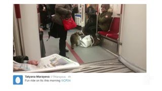 Meet the TTC's most-adorable fare dodger