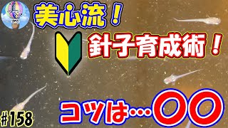 美心流！針子育成術！コツは〇〇！【初心者向けアクアリウム基礎知識】＃１５８ ～美心めだか～