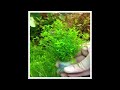 micranthemum micranthemoides freshwater bunch live aquarium plants pearl weed