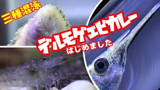 【熱帯魚飼育/アクアリウム】表層にサヨリと底にカレイ、そしてエビ（掃除担当）の混泳水槽、弱アルカリ性/連続で生まれる稚魚にアタフタする/デルモゲニー、トゲナシヌマエビ、淡水カレイでデルモゲエビカレー