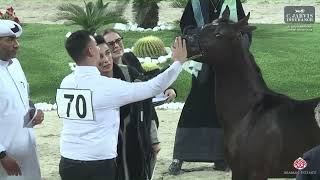 N 70 KZ JHAYAHEB   Al Maha Arabian Horse Show 2024   Yearling Fillies Class 3A