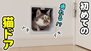 I installed a cat door and the reactions of my cats were too cute.