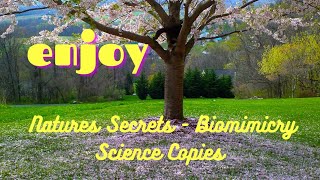 Natures Secrets - Biomimicry Science Copies