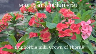 Eporbia พามารู้จัก โป๊ยเซียน ครับ  Coroa de Cristo, Euphorbia milii Crown of Thorns