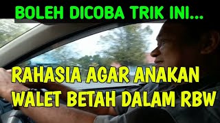 BONGKAR RAHASIA AGAR ANAKAN WALET BETAH DALAM RBW.