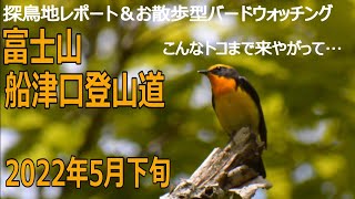 富士山・船津口登山道の探鳥地レポートです　キビタキが絶好調でした！　2022年5月下旬