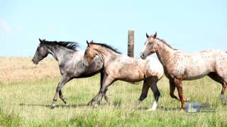 Science Trek: Horses