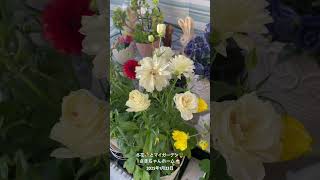 【HD動画】2025年1月23日  冬の花が咲いています。 #flowers #garden #癒し#自然 #naturelovers #薔薇は美しく散る #ばらの花 #rosegarden