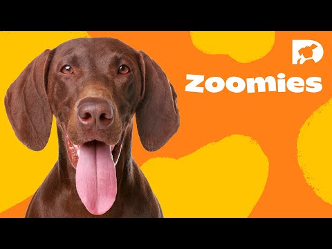 DOGTV STIMULATION: THE DOG PARK DOGTV STIMULATION: THE DOG PARK