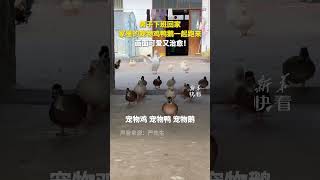 男子下班回家，家裏的寵物雞鴨鵝一起跑來，畫面可愛又治愈！#shorts #萌宠 #暖心一幕