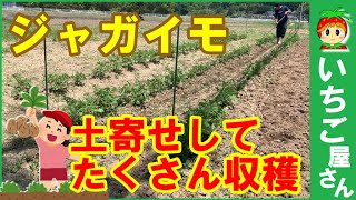 簡単ジャガイモ栽培【土寄せしてたくさん収穫】キタアカリ