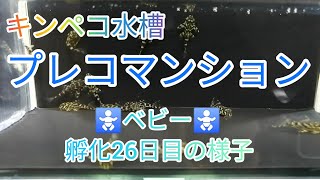 プレコマンション 20220227 孵化後26日目の様子 アクアリウム