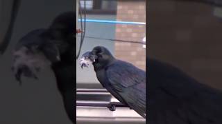 カラスさん、不安定な電線で何食べているの、crow