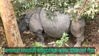 सौराहामा गैंडा  Rhino In Sauraha Chitwan