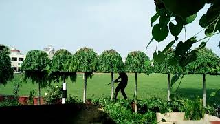 Asoka tree trimming style