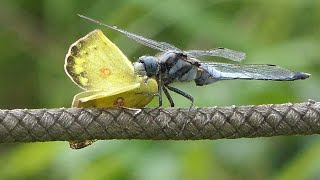 4K シオカラトンボの捕食💙昭和記念公園2020💝Dragonfly predation at Syowa kinen park in Tokyo 2020