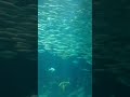 マリンワールド海の中道 福岡 marineworld fukuoka