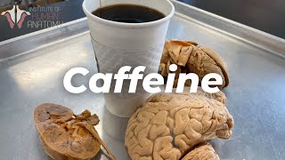 What Caffeine Does to the Body