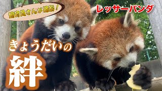 エンドレス追いかけっこの後に全力取っ組み合いをするレッサーパンダ（Red panda）