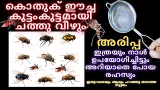 കൊതുക് ഈച്ച കൂട്ടംകൂട്ടമായിചത്തു വീഴും അരിപ്പ ഞെട്ടിച്ചു |Howto get rid of mosquitoes and flies|Tips