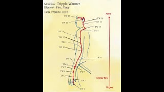 San Jiao, Triple Warmer Meridian 3D