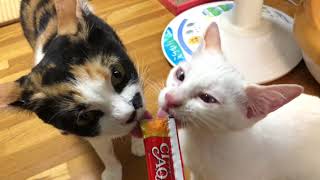 【保護猫】のみ太君（仮名）はみんなと仲良くなりたいのです。Kitten I want to be friends with other cats.