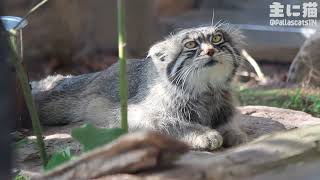 【旭山動物園】レアな場所で平たくなるグルーシャ【Pallas's cat】【manul】