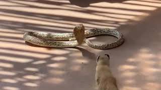 Yellow ferret vs cobra snake