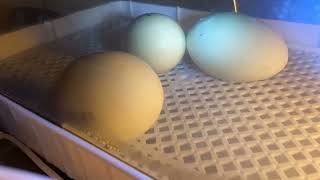 Time Lapse of pipping stage - duck eggs