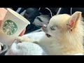 My First Time Tasting Starbucks Puppucchino 😋 | Is It Chihuahua Cedric Approved?