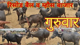 रिसोड बैल व म्हौस बाजार, गुरुवार चा बाजार, risod bail bazar part 4