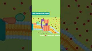 Fabulous Reactions in Photosynthesis | Electron Transport Chain #shorts