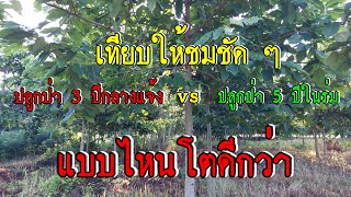 เทียบให้ชมชัดๆ !! ปลูกป่า 3 ปีกลางแจ้ง กับ 5 ปีในร่ม แบบไหนโตกว่ากัน คลิปนี้มีคำตอบ