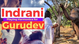 Elephant Indrani playing Harmonica for Sri Sri Ravi Shankar Gurudev from Ashram #throwback