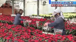 クリスマスシーズンを彩る鉢植えポインセチアの出荷がピーク　愛知県田原市 (20/10/31 12:03)