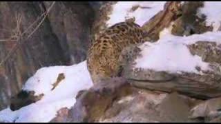 Amur Leopard