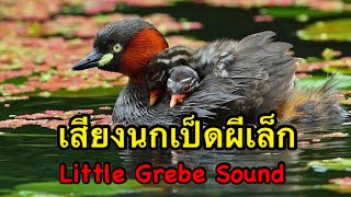 Little Grebe Sound