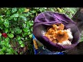 foraging huge chanterelle mushrooms during a rainstorm