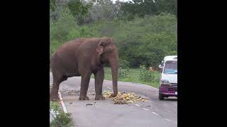 Wild elephant | 野生のゾウ | الفيل | Save elephants | Animals | Save animals |Animaux | Elephant #shorts