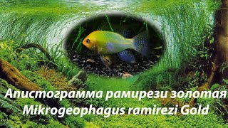 Апистограмма рамирези золотая / Mikrogeophagus ramirezi Gold #золотаярамирези #ramireziGold