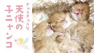 天使の三兄弟が、お団子状態でおねんね♪｜PECO